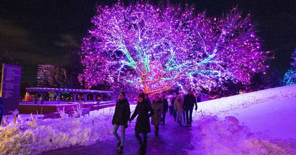 CU Medicine Presents Blossoms of Light at Denver Botanic Gardens
