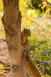 Squirrel in Fall Denver Botanic Gardens
