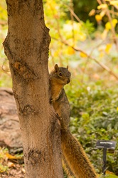 Squirrel in Fall Denver Botanic Gardens Squirrel in Fall Denver Botanic Gardens