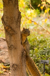 Squirrel in Fall Denver Botanic Gardens