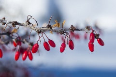 Denver Botanic Gardens Plant Winter